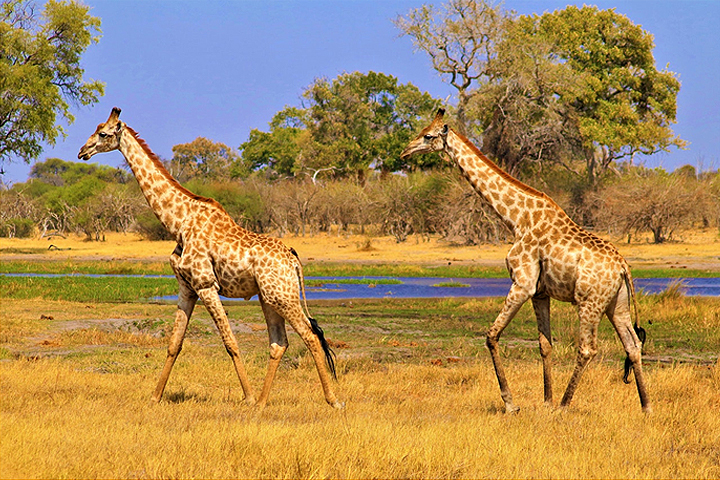 lune-de-miel Botswana