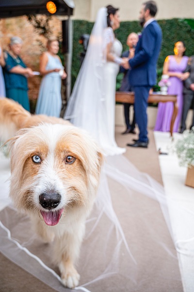 include your pet in the wedding day
