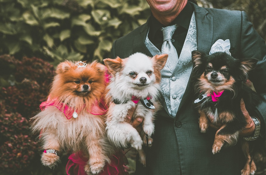 bridal party led by your pet