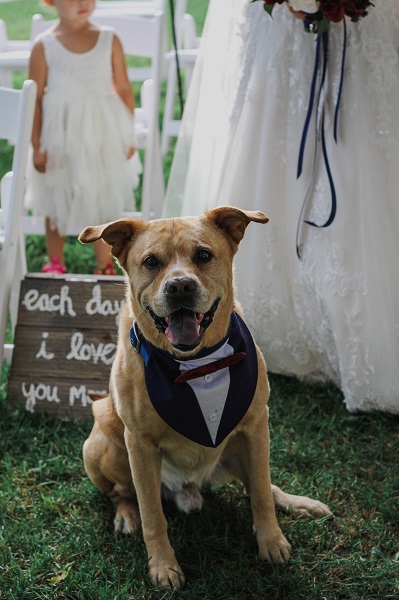 cães no casamento